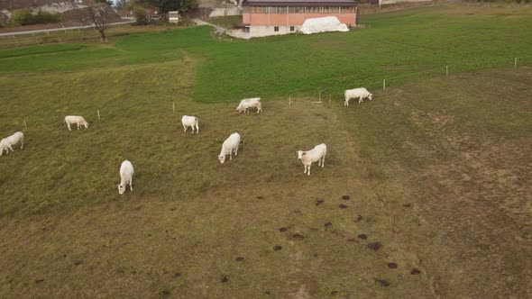 Grazing White Cows in Rural Farm Field