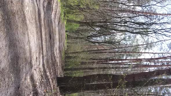Vertical Video of a Road in the Forest Slow Motion alt