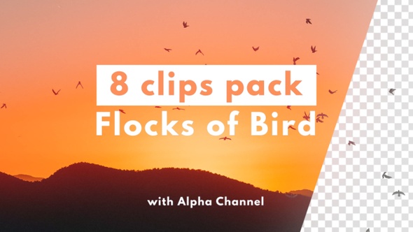 Flocks of Flying Birds (alpha channel)