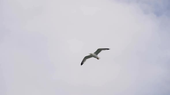 Seagull Flying Against the Blue Sky