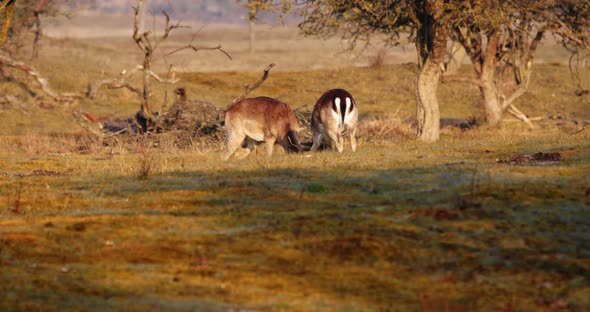 Two Male Fallow Deers Fight And Doing Headbutt In The Field At Sunrise. - wide shot alt