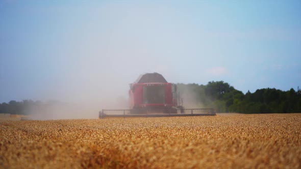 Red combine harvester in action in a wheat field. alt