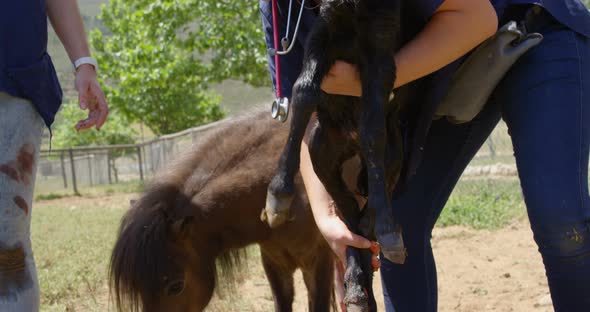Nurse holding a foal on the farm on a sunny day 4k