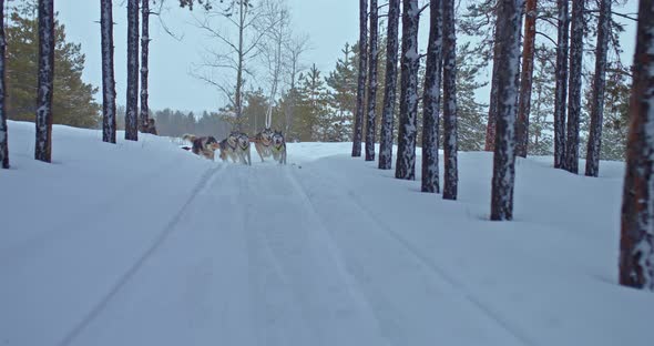Husky Dog Sled Runs Out From Behind a Bend a Snowy Track in the Forest