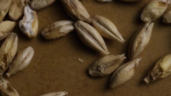 Rotating shot of barley and other beer brewing ingredients  alt