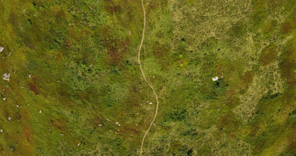 Carpathian Mountains Are Covered With Dense Forest