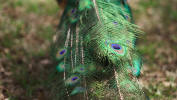 Peacock's beautiful tail