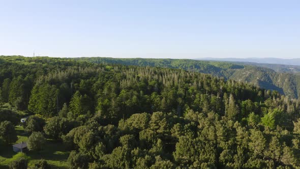 Aerial view of green tree tops in the mountains alt