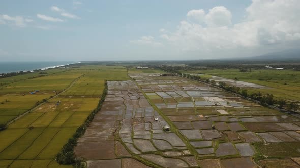 Rice Terraces on Bali alt