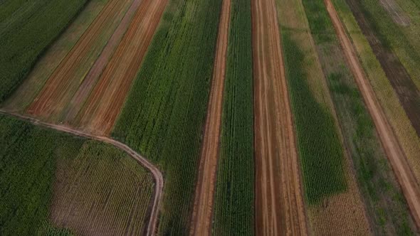 Shapes On Field Aerial View, Agriculture alt