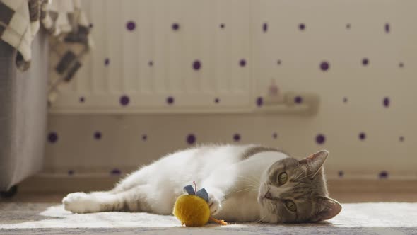 White Shorthaired Cat is Tired of Games Laying Lazy on the Floor and Looking Into Camera alt