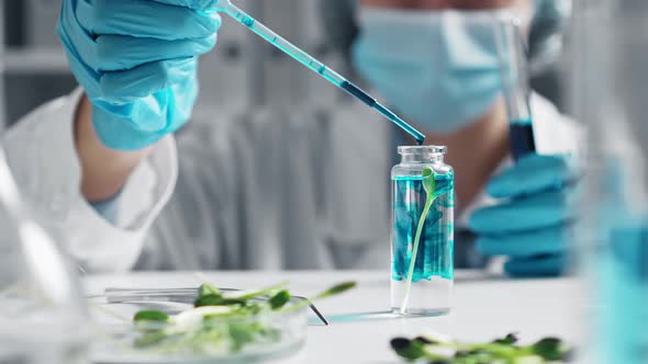 Young Woman Laboratory Assistant Examines  Sprouts Drips Reagent Into Test Tube. Root Research alt