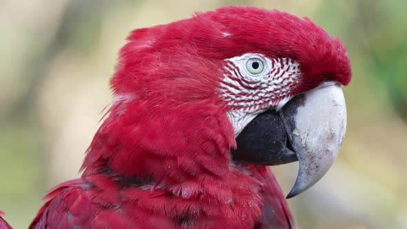 Close-up shot of curious Red-and-Green Macaw, staring straight at camera alt
