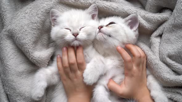 Children's Hands Stroke and Scratch Two White Fluffy and Cute Kittens of the British Relaxing alt