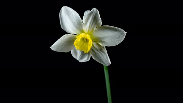 Single daffodil flower blooming in time lapse alt