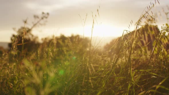 Natural Field in Sicily at Sunset in Spring alt