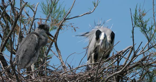 Grey heron, Ardea cinerea, Camargue,  ornithological park of Pont de Gau France alt