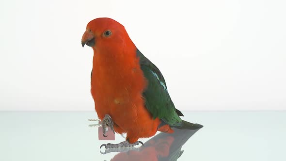 King Parrot on Glasstable