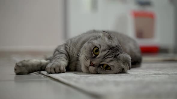 Petting cat lying on sofa in living room. Sleepy dark british cat with orange eyes stretching.