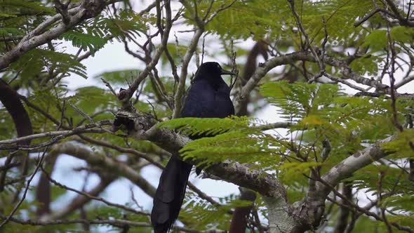 Greattailed Grackle Bird (Quiscalus Mexicanus) Perched on Tree Branch