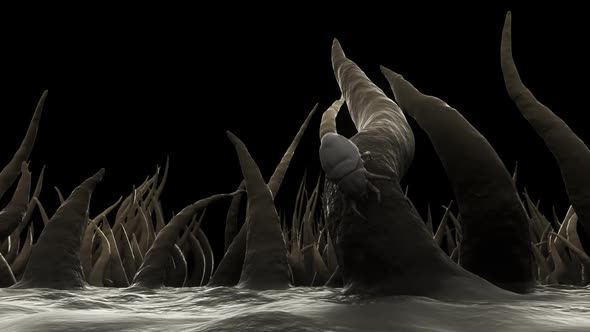 Small bugs living in a dust. It feeds on skin flakes from animals and human. alt