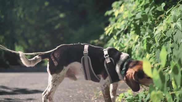 Dog walking on forest trail sniffing green plants in the summer slowmo alt