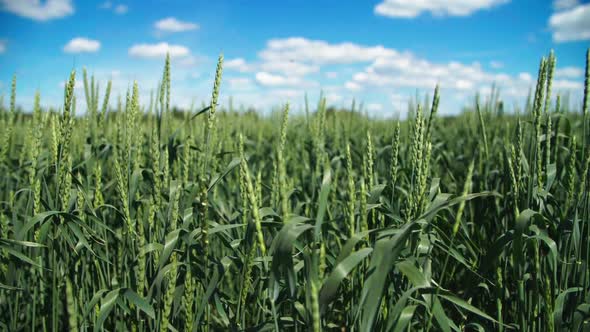 Wheat Field. Green Ears Of Wheat. White Fluffy Clouds Against The Blue Sky. alt