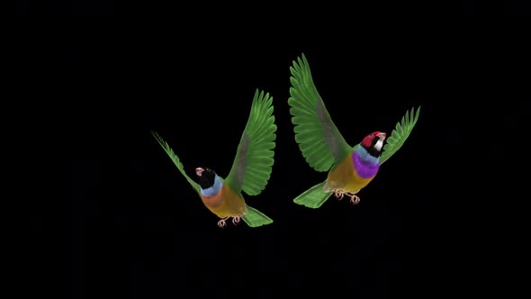 Rainbow Finch Birds - Pair Flying Over Screen - II -  Alpha Channel