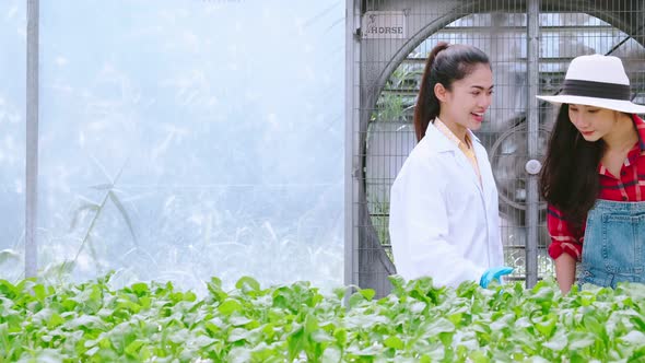 handheld two asian female Hydroculture Specialist Studying Root Structure of Lettuce greenhouse alt