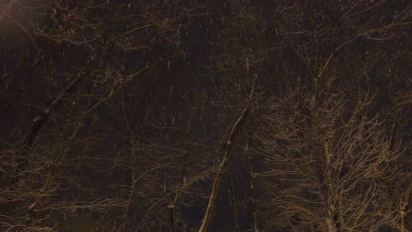 Snowstorm in Beautiful Winter Park, Snowfall at Night.