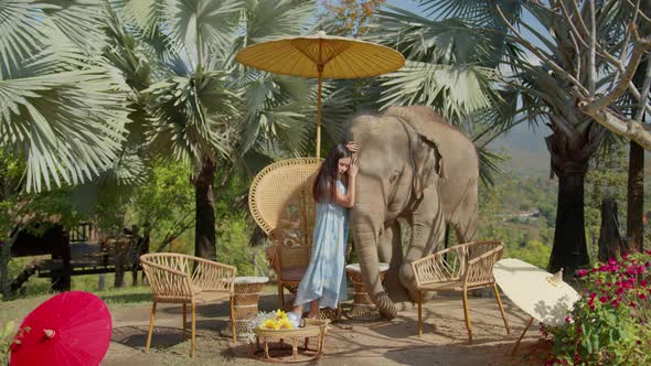 young asian female casual dress playing and feed child elephant with care and happiness bonding