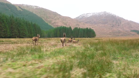 A Herd of Red Deer Hinds Running in the Scottish Highlands in Slow Motion alt