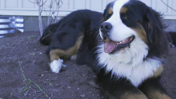 UHD An adult Burnese Mountain Dog lies in a shaded garden with some dirt in his fur alt