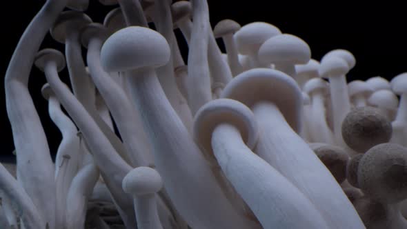 Macro Shot of Champignons Stand in a Row of Mushrooms alt