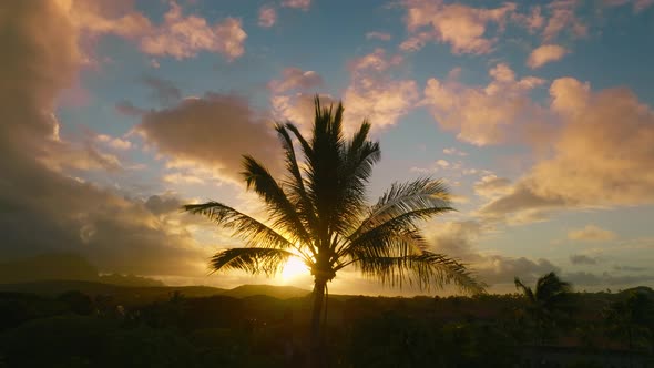 Silhouette of Scenic Palm Tree Top Canopy Swaying on Wind Dramatic Morning Sky alt
