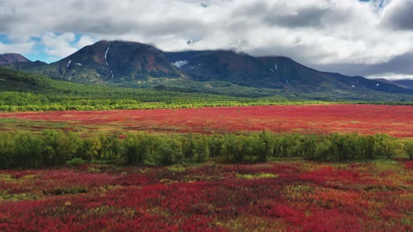 Blooming Willowherb Near Vachkazhets alt