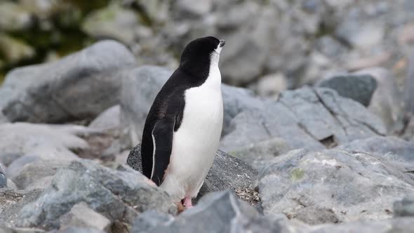 Chinstrap Penguin on the Rocks