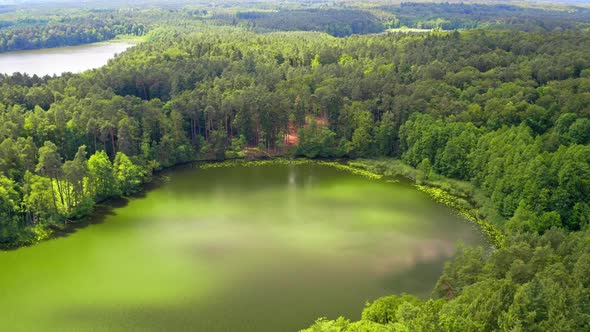 Aerial view of blooming algae in the lake in summer alt