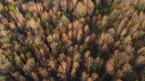 Flight Over the Tops of Spring Trees of the Ukrainian Forest