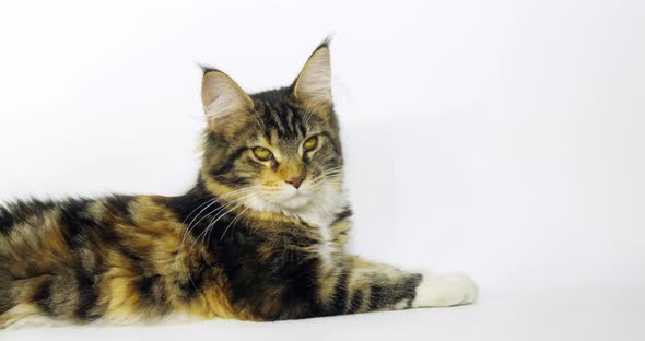 Brown Tortie Blotched Tabby and White Maine Coon Domestic Cat, Female laying , Normandy alt