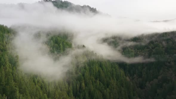 Beautiful Nature Background with Dense Green Mountain Forest with Scenic Fog alt