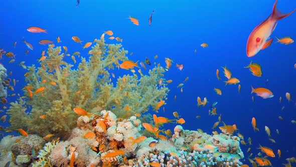 Underwater Beautiful Soft Coral