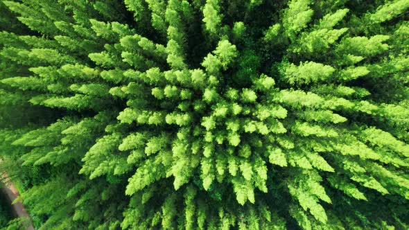 Beautiful tropical pine forest. 4K alt