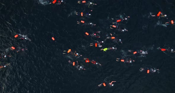 Swimmers in Competition alt