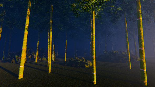 Babmoo Forest In Night
