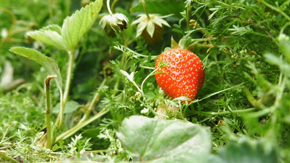 Fresh Ripe Strawberry Is Picked From a Child's Hand