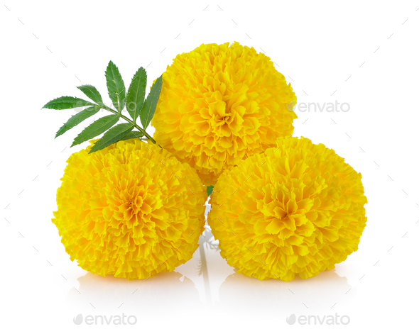 Marigold flower on white background Stock Photo by sommai | PhotoDune