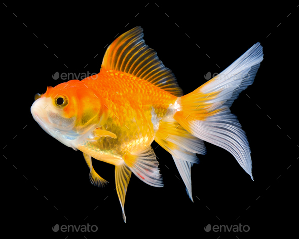beautiful gold fish on black Stock Photo by sommai | PhotoDune