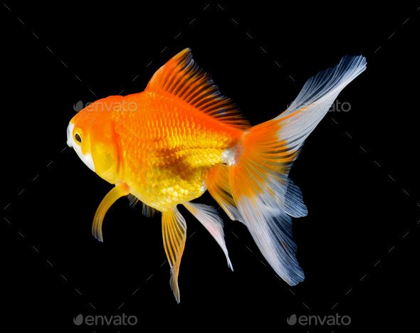 gold fish on black background Stock Photo by sommai | PhotoDune