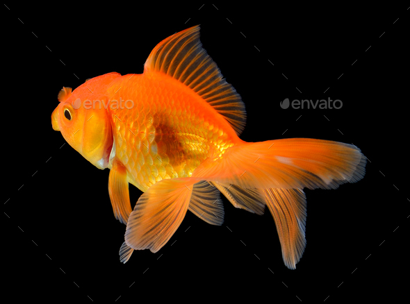 gold fish on black background